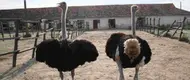 Ialoveni