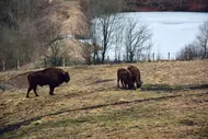 Borsec - Târgul Neamț