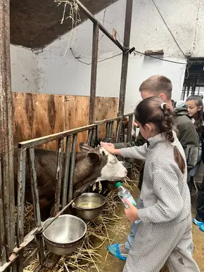 Fermă de lactate