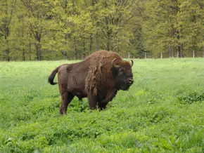 Ținutul Neamțului