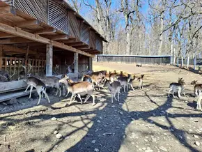 Borsec - Târgul Neamț