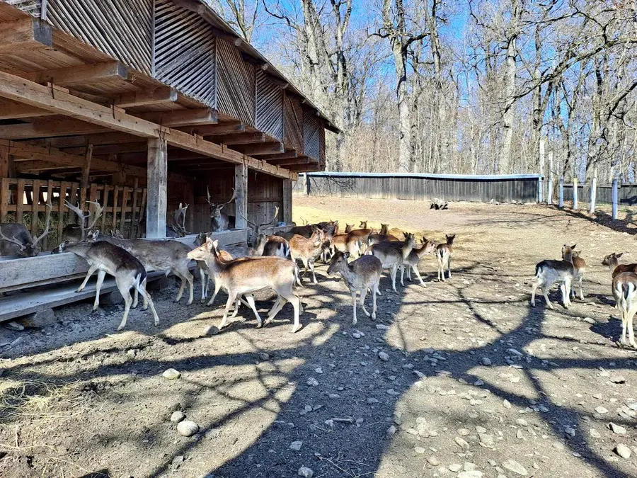 Borsec - Târgul Neamț